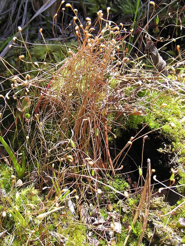 Meesia_uliginosa_stalks_Sagehen_Creek_TahoeNF_COdergard_lg.jpg