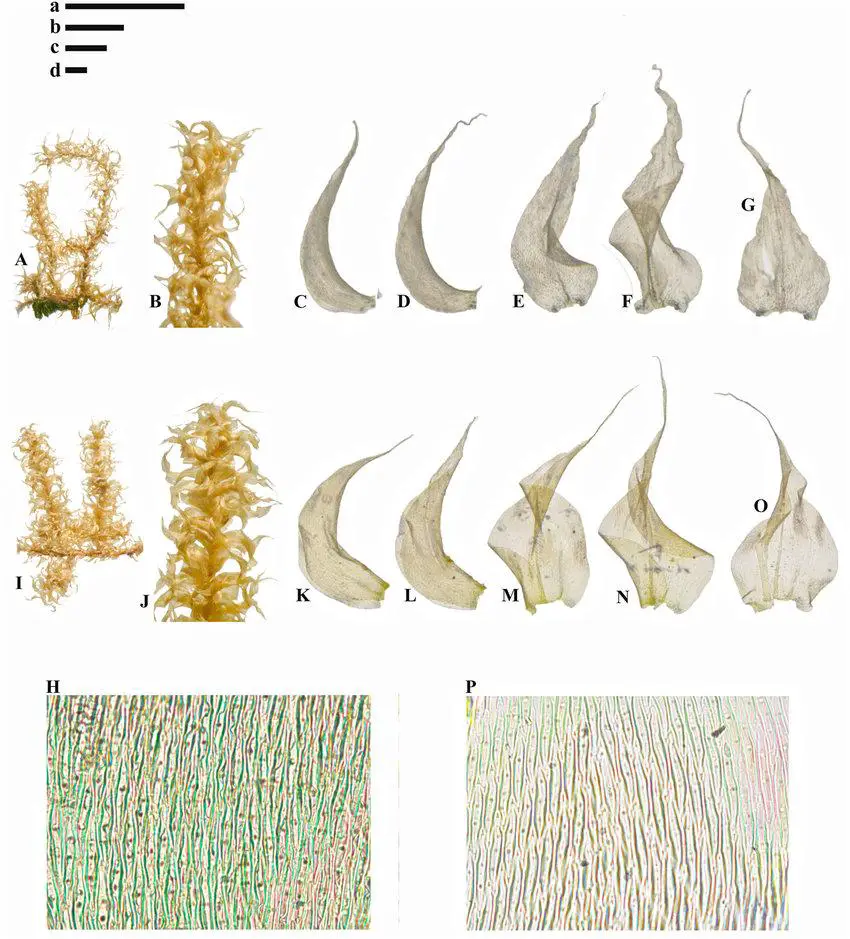 Meteoriopsis-reclinata-MuellHal-MFleisch-A-Plant-B-Portion-of-branch-C-G.jpg