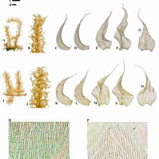 Meteoriopsis-reclinata-MuellHal-MFleisch-A-Plant-B-Portion-of-branch-C-G_Q320.jpg