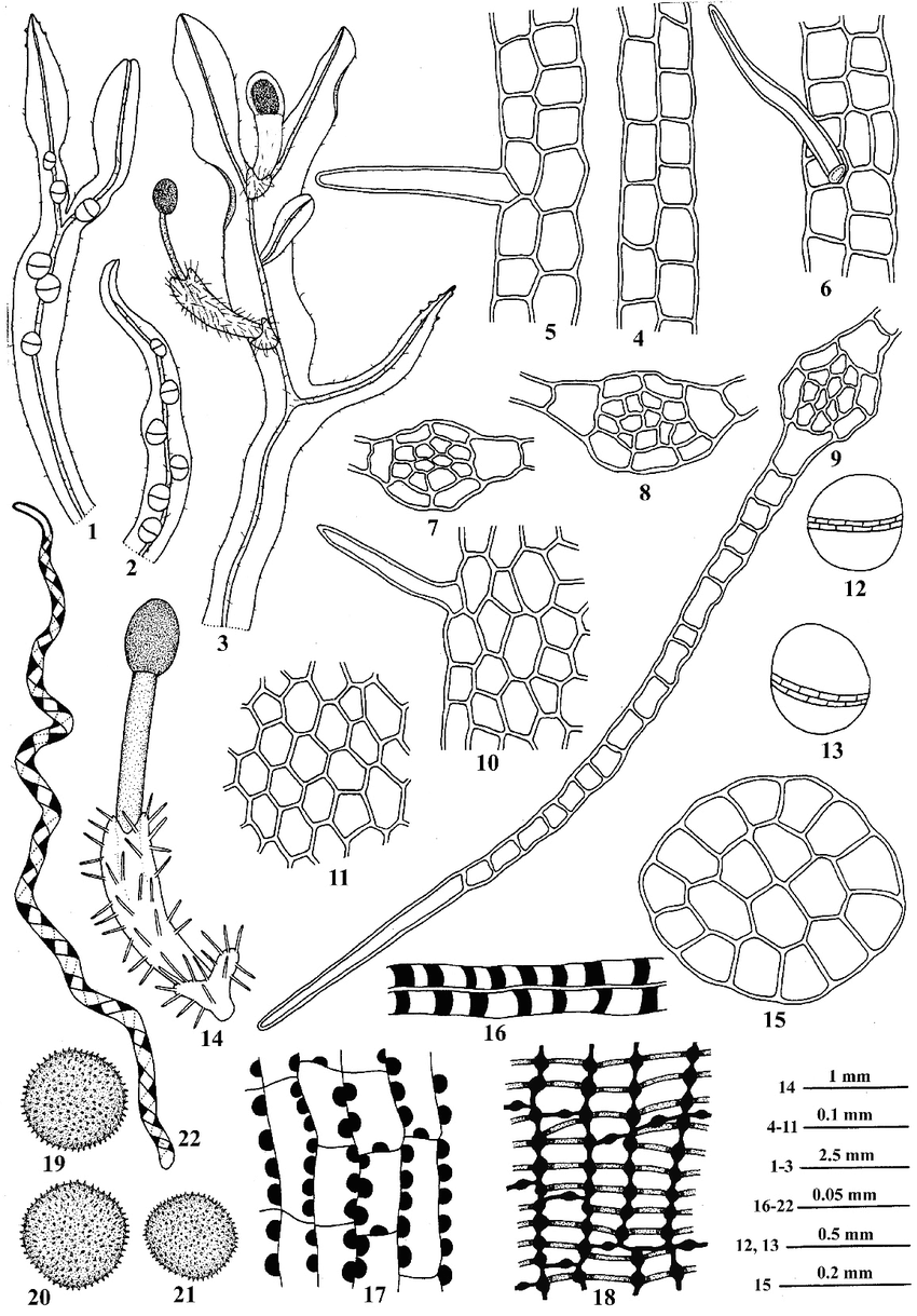 Metzgeria-macrospora-Kuwah-1-2-A-portion-of-male-thallus-in-ventral-view-bearing.png