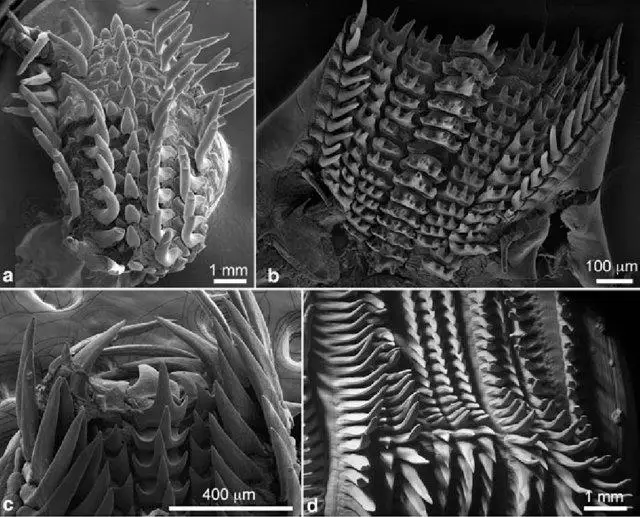 Micrographs-of-radulae-of-Recent-cephalopods-a-Radula-of-Nautilus-pompilius-Nautilidae_W640.jpg