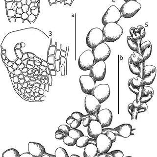 Microlejeunea-punctiformis-Taylor-Steph-1-2---underleaves-3---leaf_Q320.jpg