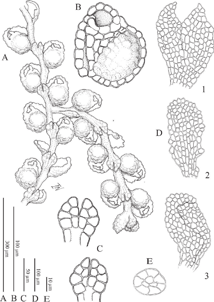 Microlejeunea-strasbergii-A-Habit-B-Leaf-in-ventral-view-C-Underleaves-D.png