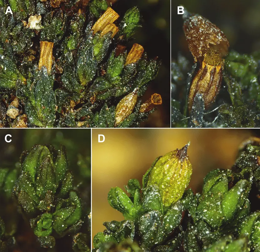 Microphotographs-of-Orthotrichum-pamiricum-A-Habit-B-mature-capsule-with-calyptra.png