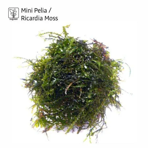 Mini_Pelia___Riccardia_Moss.jpg