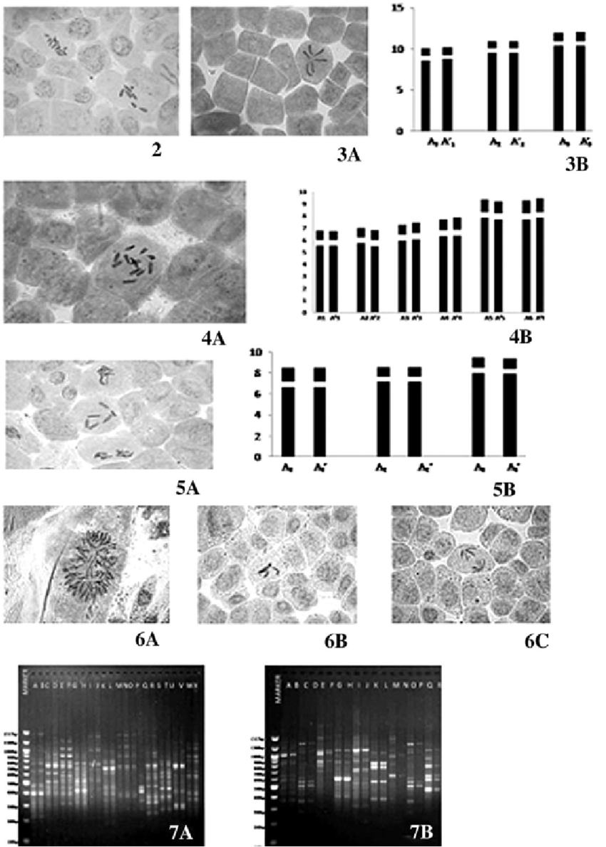 Mitotic-metaphase-plate-of-O-virens-showing-polysomaty-2n-6-and-2n-12-Fig-3A-B.png
