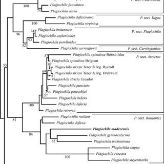 Molecular-phylogeny-of-Plagiochila-species-based-on-ITS1-58S-and-ITS2-nrDNA-sequence_Q320.jpg
