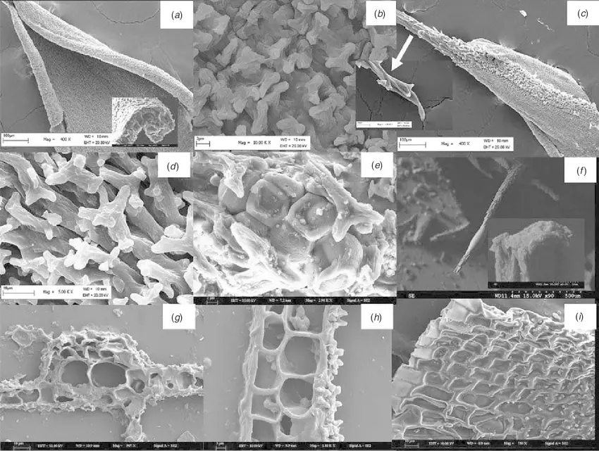 Morphological-and-anatomical-characteristics-of-Syntrichia-caninervis-before-rewetting.png