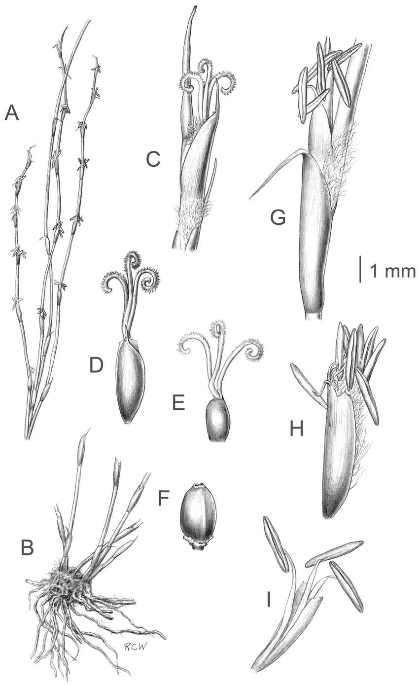 Morphological-characteristics-of-Empodisma-robustum-A-Vegetative-shoot-with-attached.png