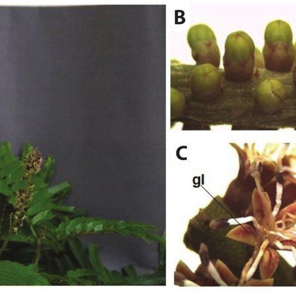 Morphological-characteristics-of-the-Pentaclethra-macroloba-inflorescence-in-the-Amazon_Q640.jpg