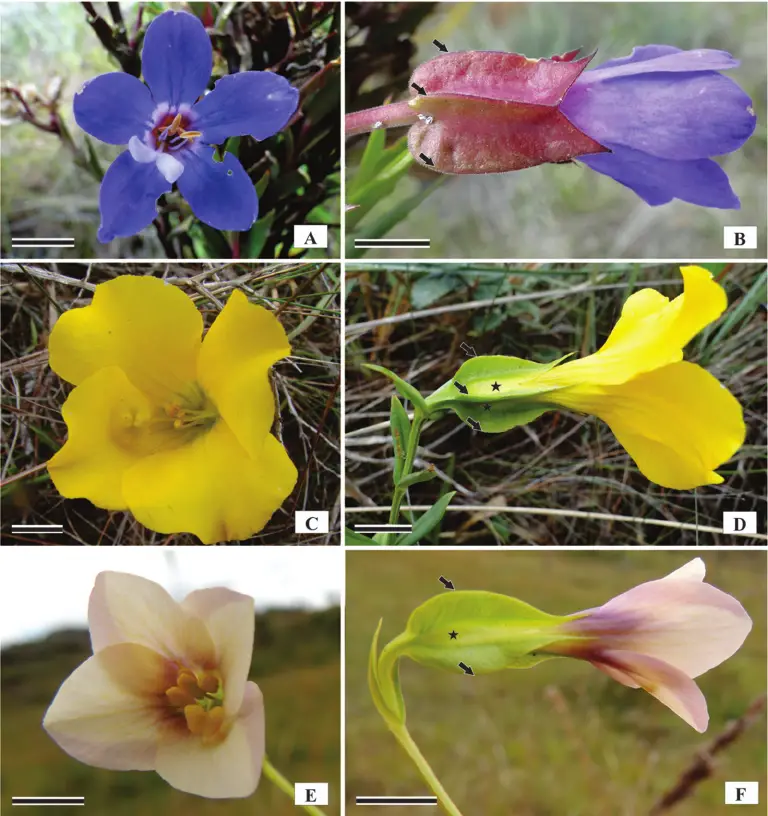 Morphological-differences-observed-in-Schultesia-pachyphylla-Griseb-compared-with-other.png