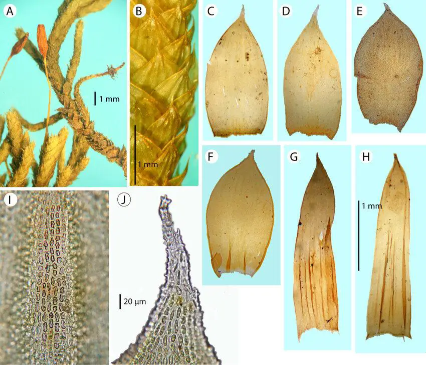Morphological-features-of-Braunia-plicata-Mitt-A-Jaeger-in-Mexico-A-branching.jpg