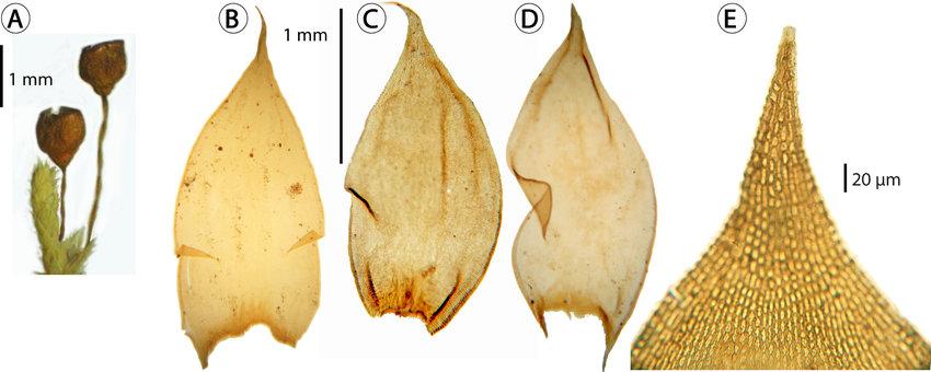 Morphological-features-of-Braunia-squarrulosa-Hampe-Muell-Hal-in-Mexico-A-branch.jpg