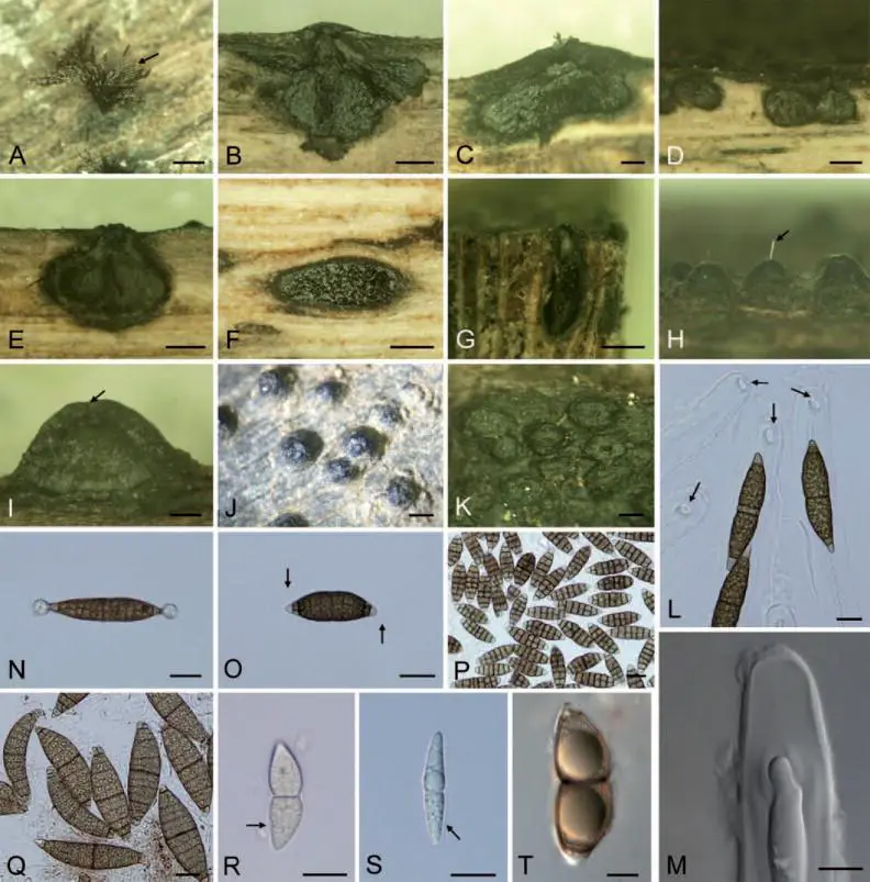 Morphological-features-of-marine-Dothideomycetes-in-the-Aigialaceae-and-Coronopapilla.png