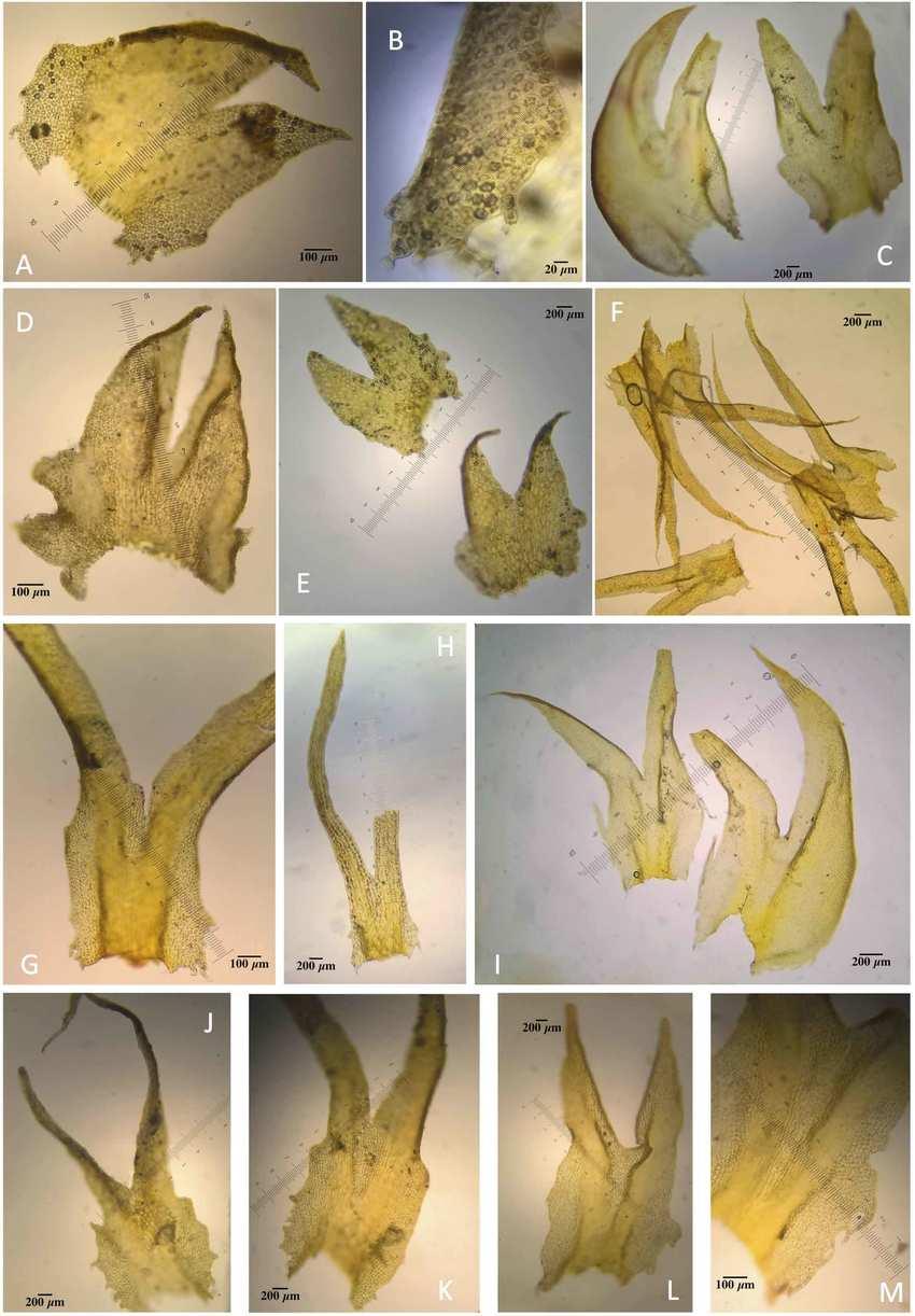 Morphological-variations-of-the-leaves-of-Herbertus-sendtneri-a-B-Germany-Arnold.png