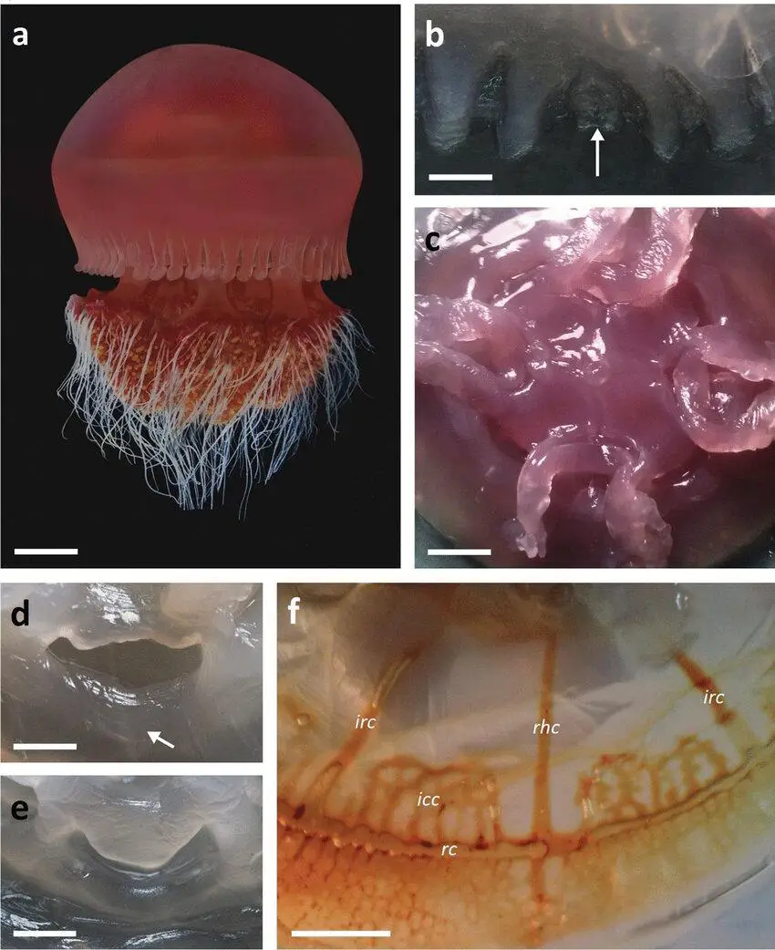 Morphology-of-Crambione-mastigophora-found-in-Sri-Lankan-waters-a-in-live-form-b-f-in.jpg