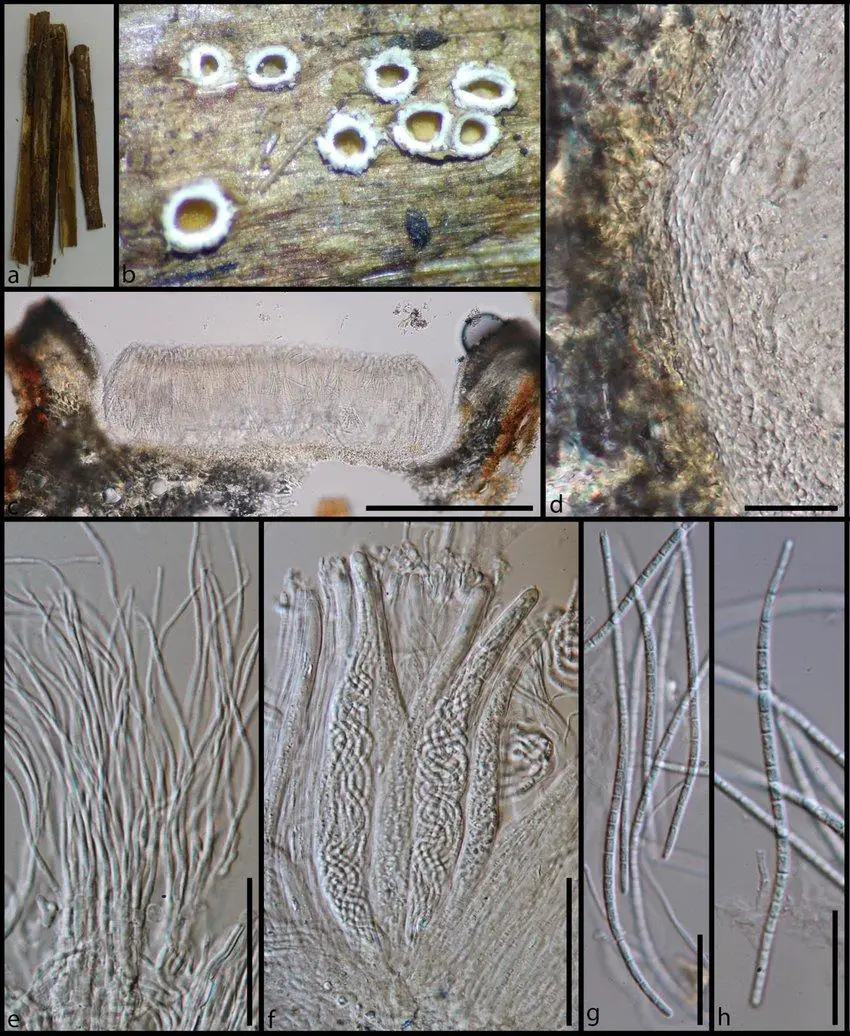 Morphology-of-Fitzroyomyces-cyperacearum-MFLU-18-0695a-a-Substrate-b-Ascomata-on.jpg