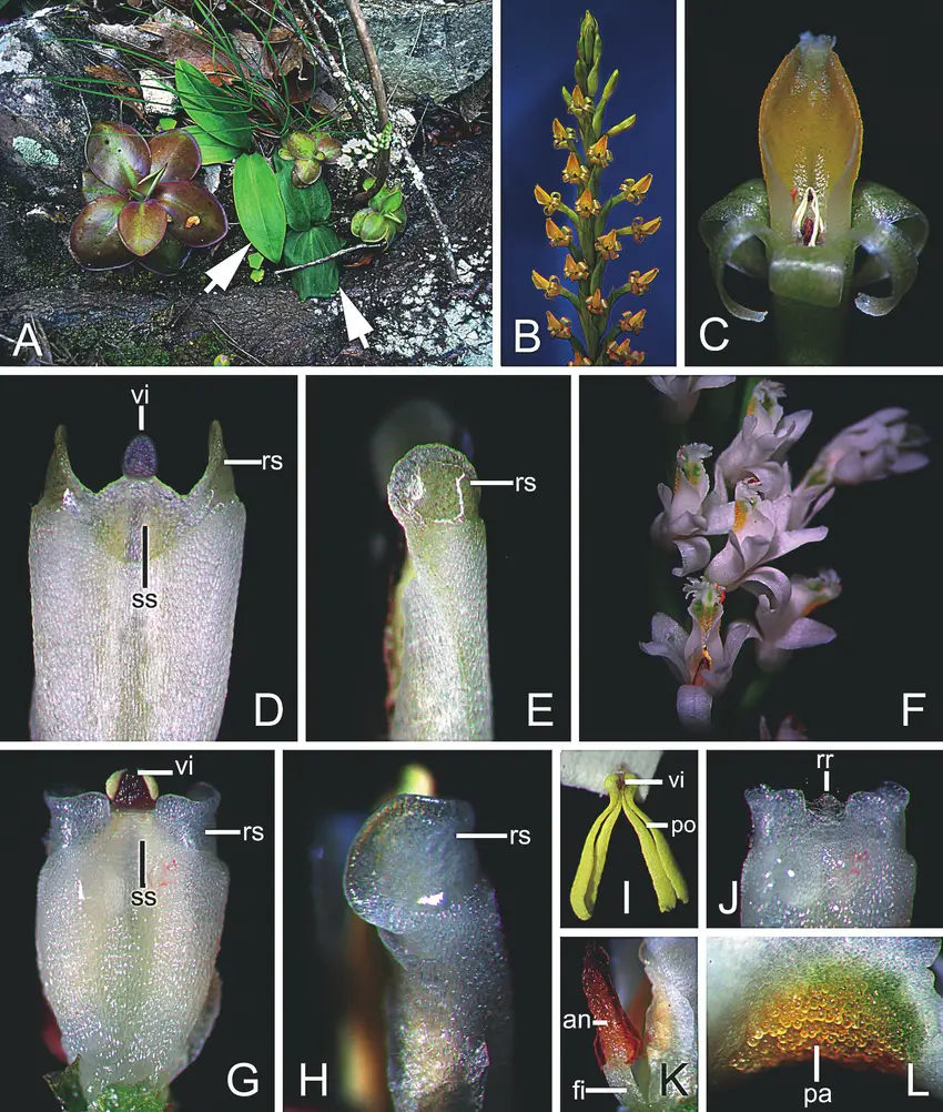 Morphology-of-Galeoglossum-apices-of-all-structures-on-top-A-Plants-of-Galeoglossum.png