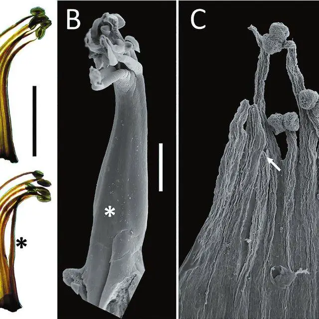 Morphology-of-androecium-A-Tipuana-tipu-monadelphous-androecium-unfolded-with_Q640.jpg