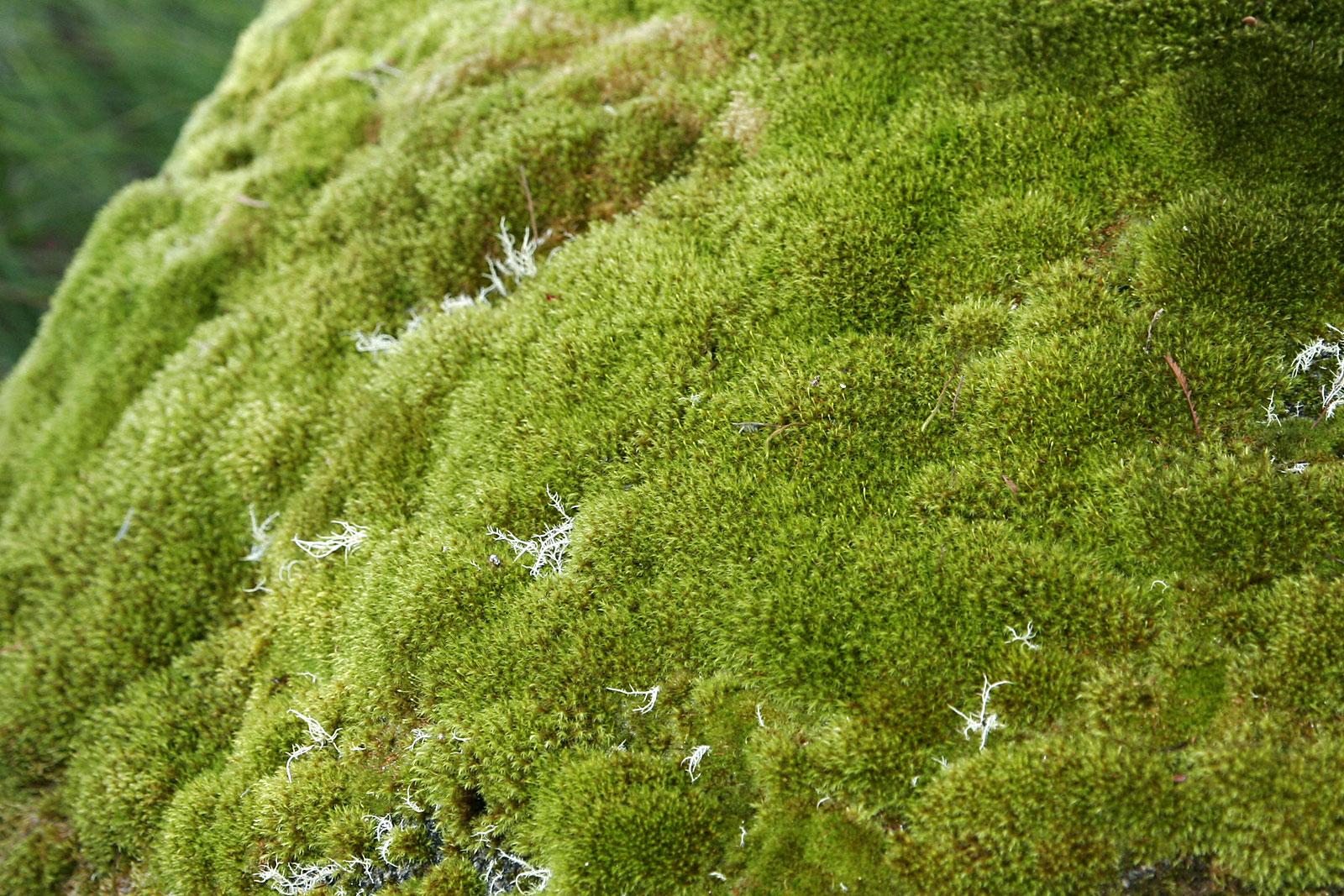 Moss.jpg