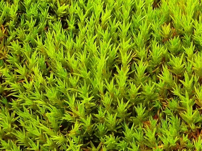 Moss-Chorisodontium.jpg