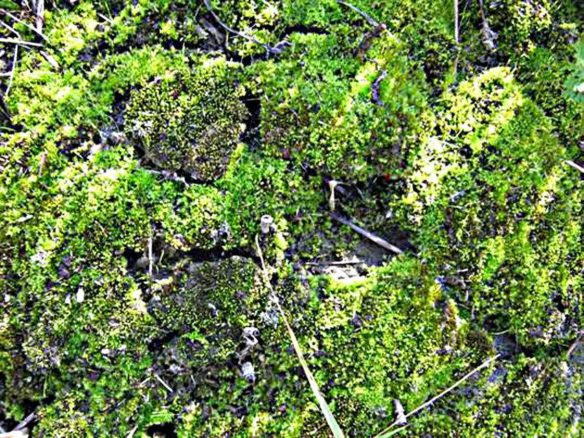 Moss-cover-formed-by-Bryum-caespiticium-Hedw-and-Barbula-unguiculata-Hedw-on-the-dump.png