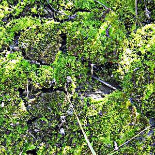 Moss-cover-formed-by-Bryum-caespiticium-Hedw-and-Barbula-unguiculata-Hedw-on-the-dump_Q320.jpg