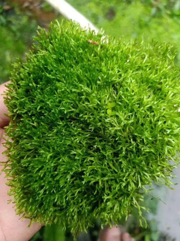 Moss-riccia-600x800.jpg