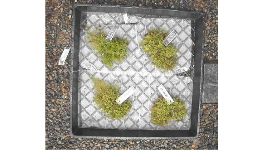 Moss-sample-and-tray-with-four-Isothecium-stoloniferum-plugs-for-cultivating-mosses-at.png