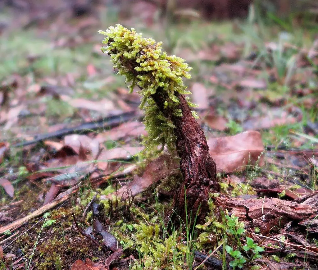 Moss-tree-hypnum-cupressiforme.jpg