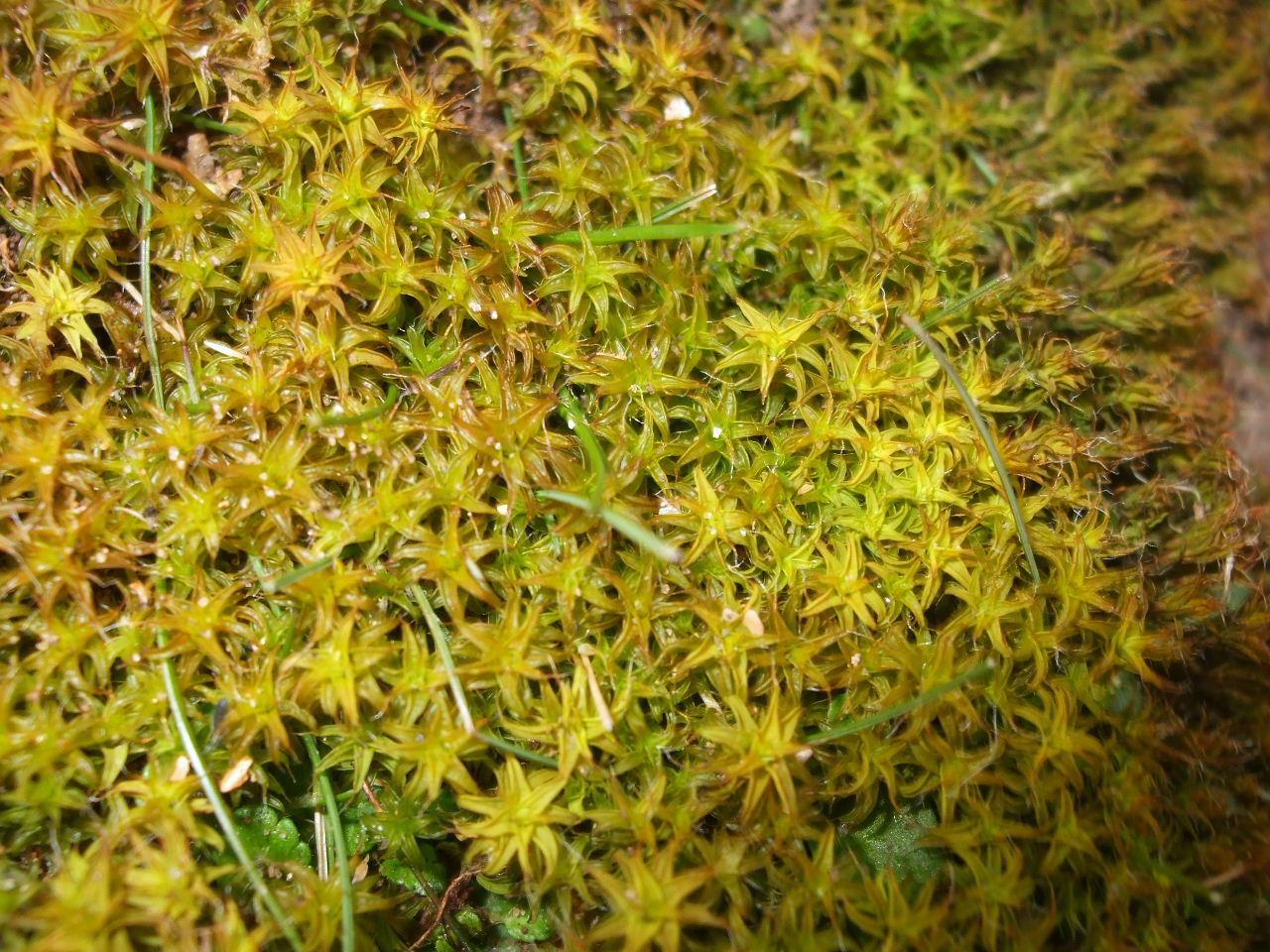 Moss+002.JPG