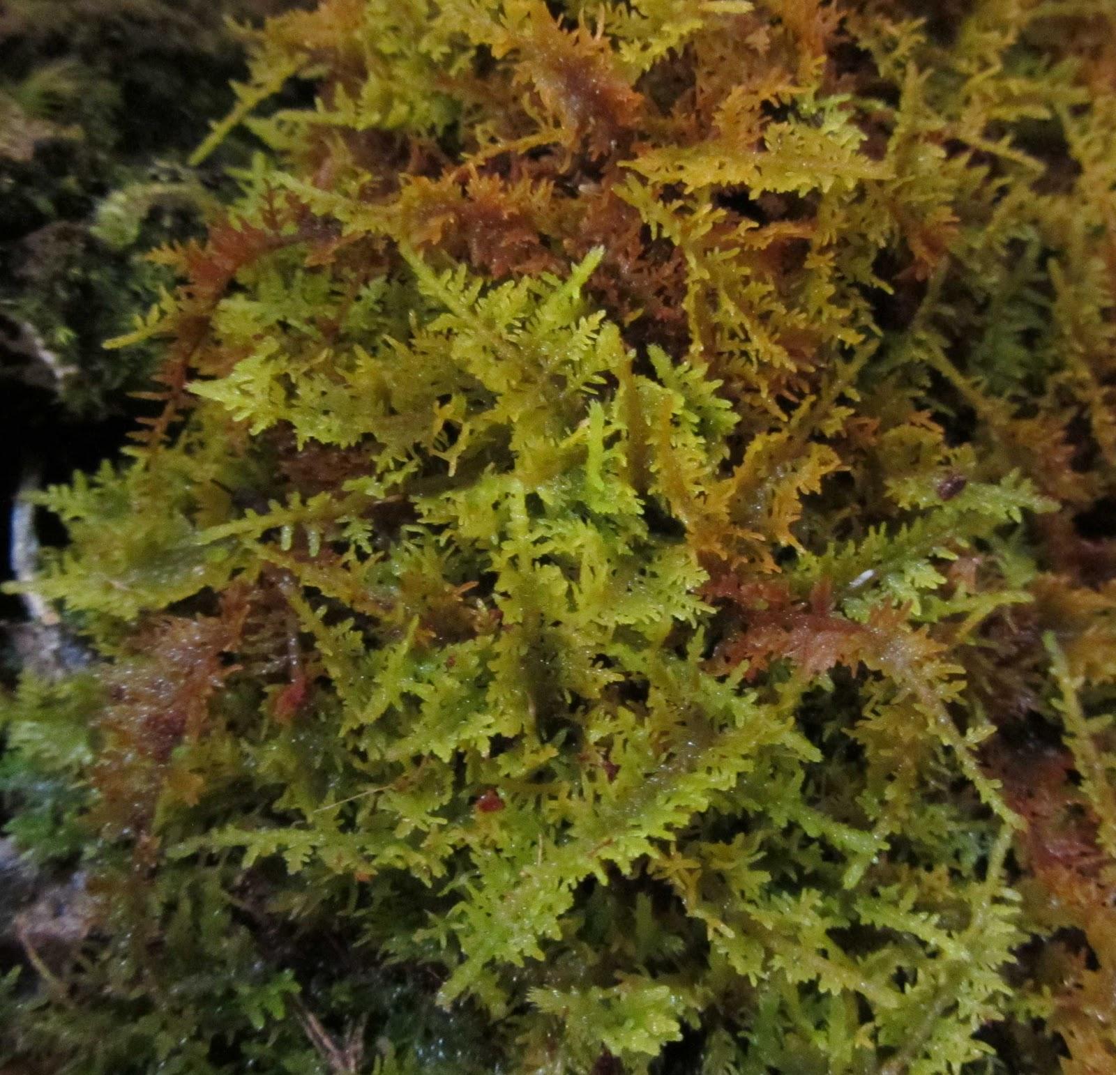 Moss+Thuidium+delicatulum029.jpg