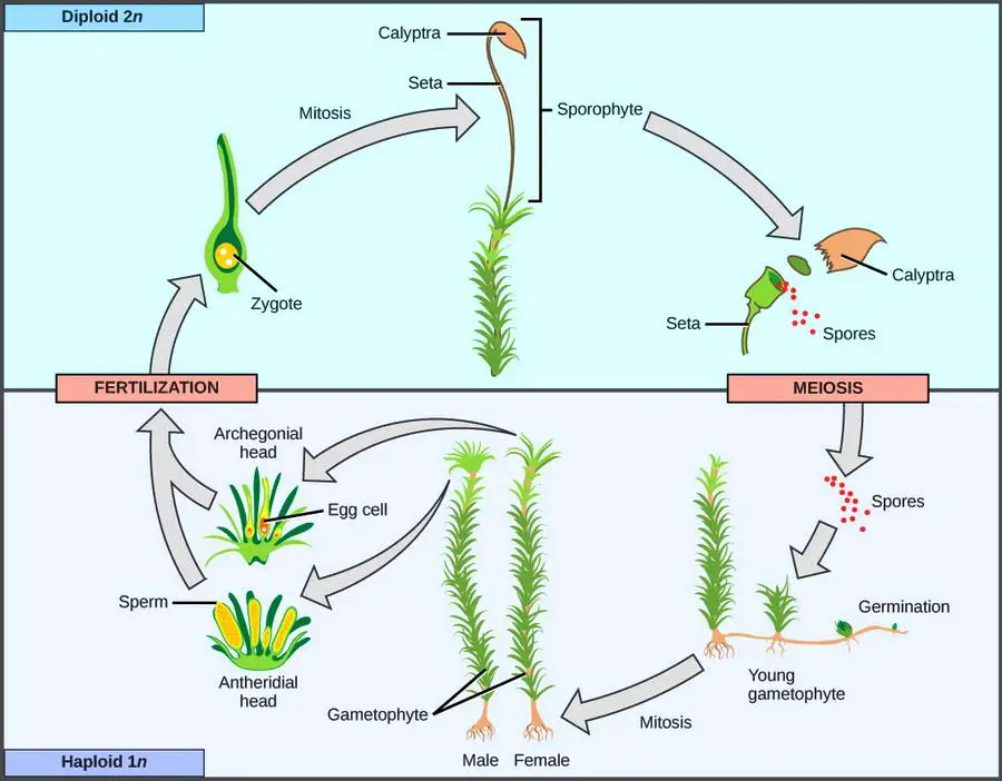 Moss_alternation_of_generations.jpg