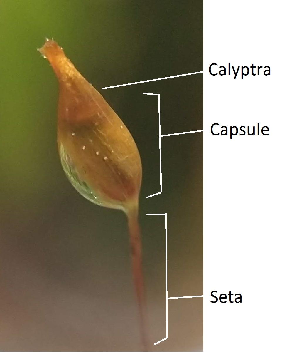 Moss_sporangium_calyptra.jpg