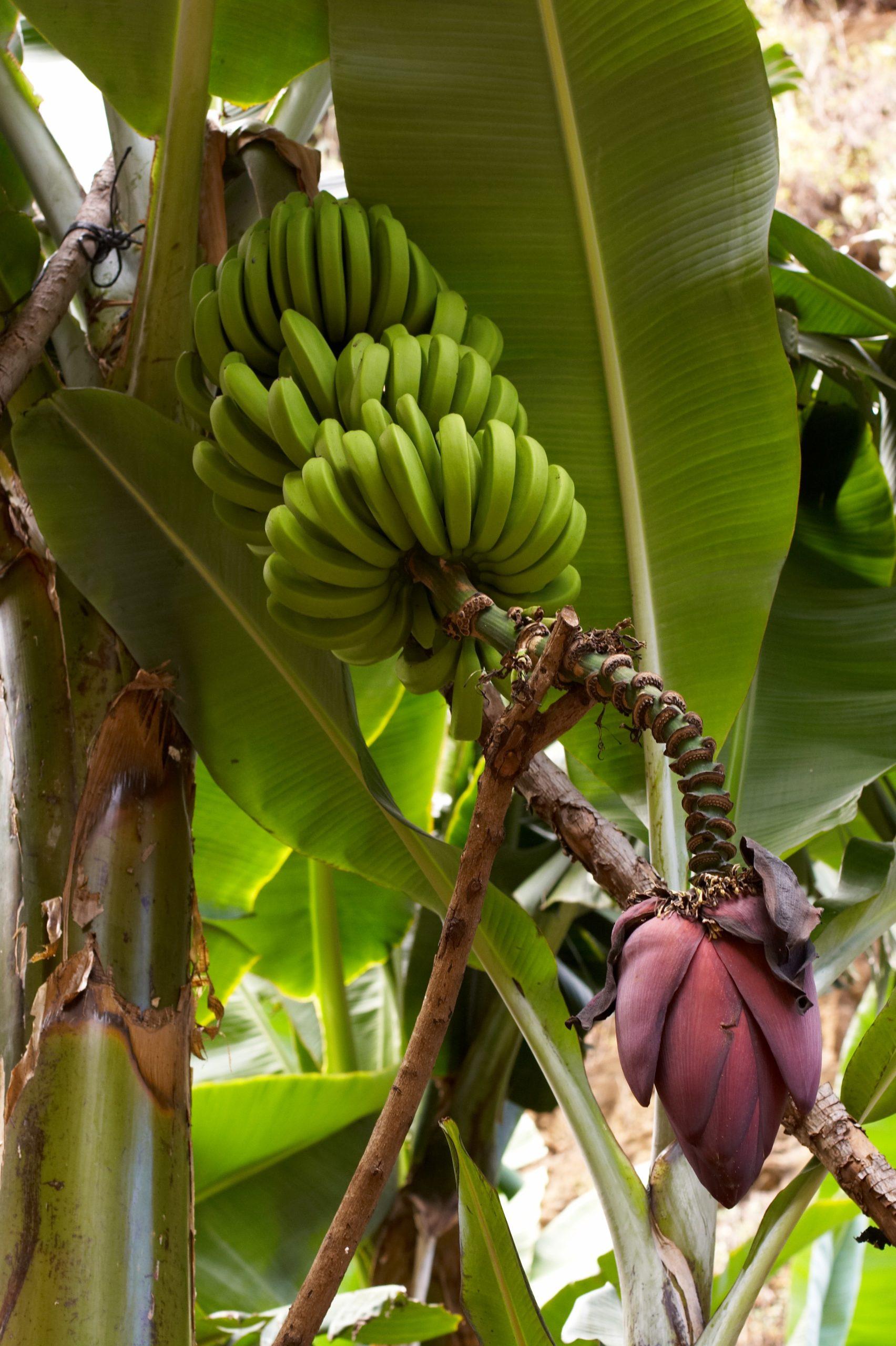 Musa-acuminata-scaled.jpg