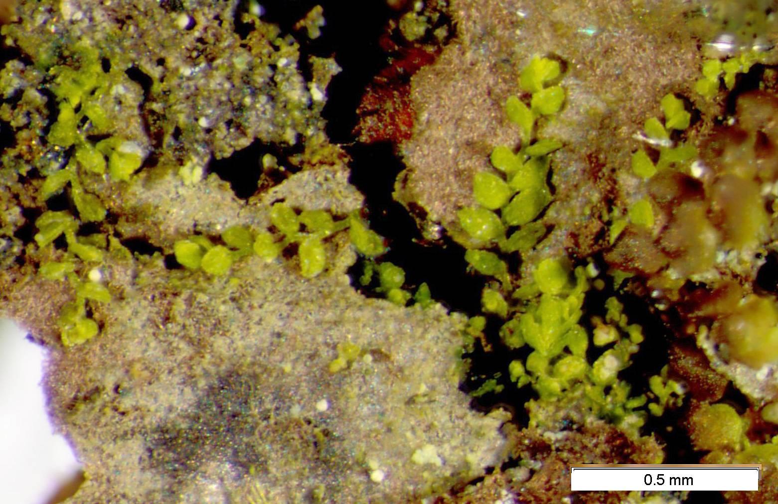 Myriocoleopsis_minutissima_BA1_1526490535.jpg