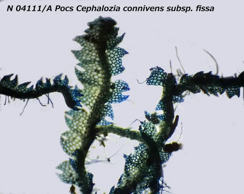 N+04111:A+Pocs+Cephalozia+connivens+subsp.+fissa_1763-1920w.JPG
