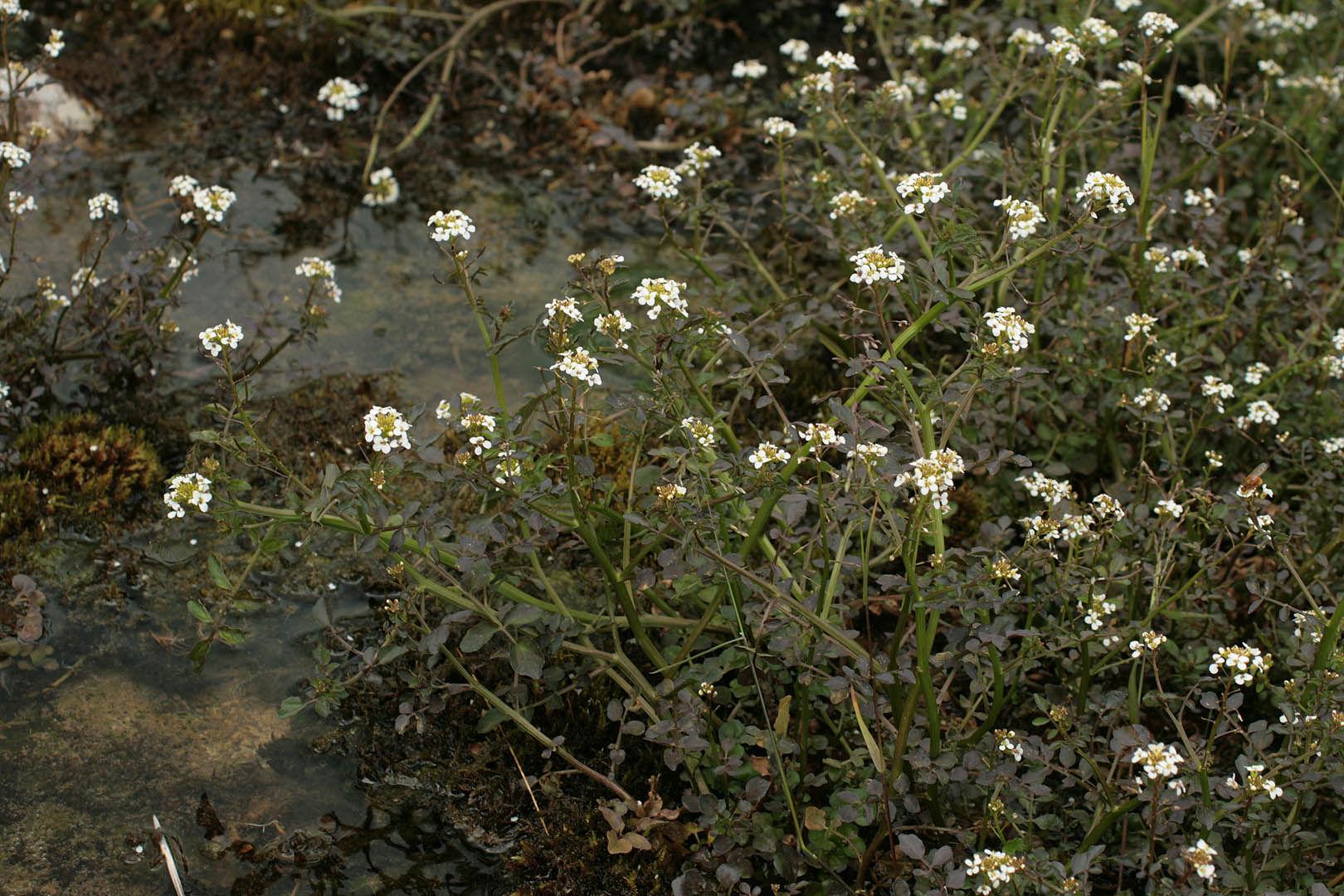 Nasturtium_microphyllum_1.jpg