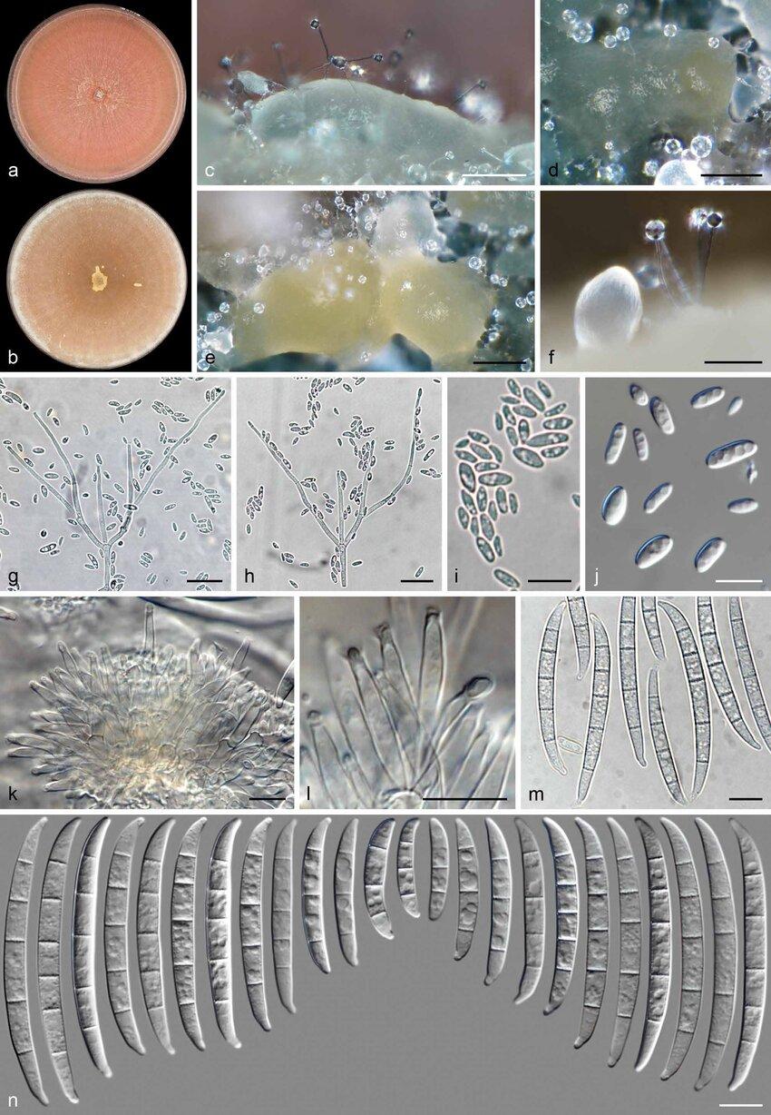 Neocosmospora-spathulata-ex-type-culture-CBS-145474-a-b-Colonies-on-PDA-and-OA.jpg