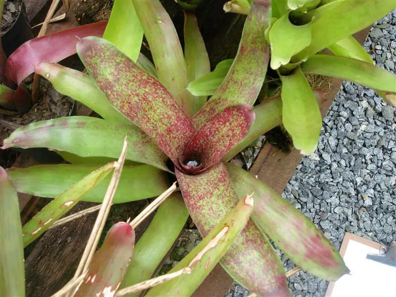 Neoregelia-uleana-.jpg