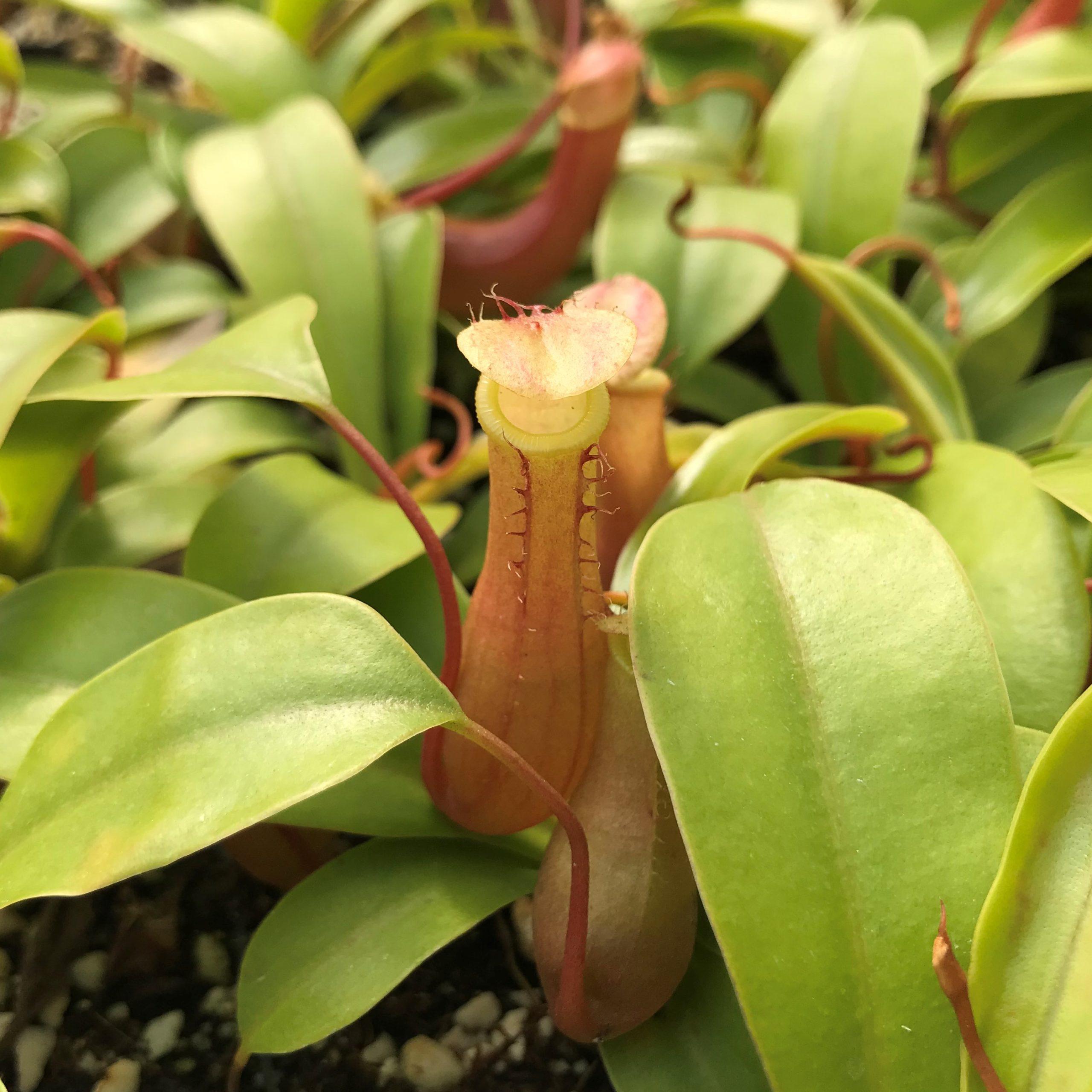 Nepenthes-alata-Pitcher-Plant-March-scaled.jpg