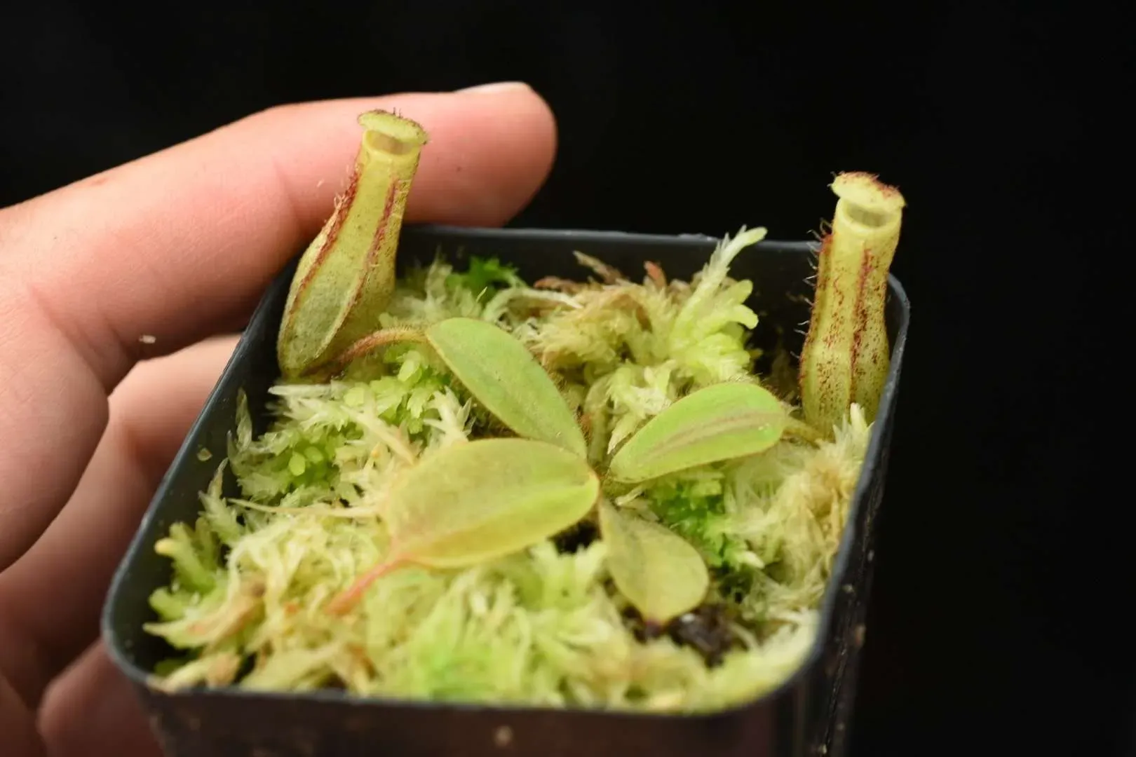 Nepenthes-stenophylla-seed-grown.jpg