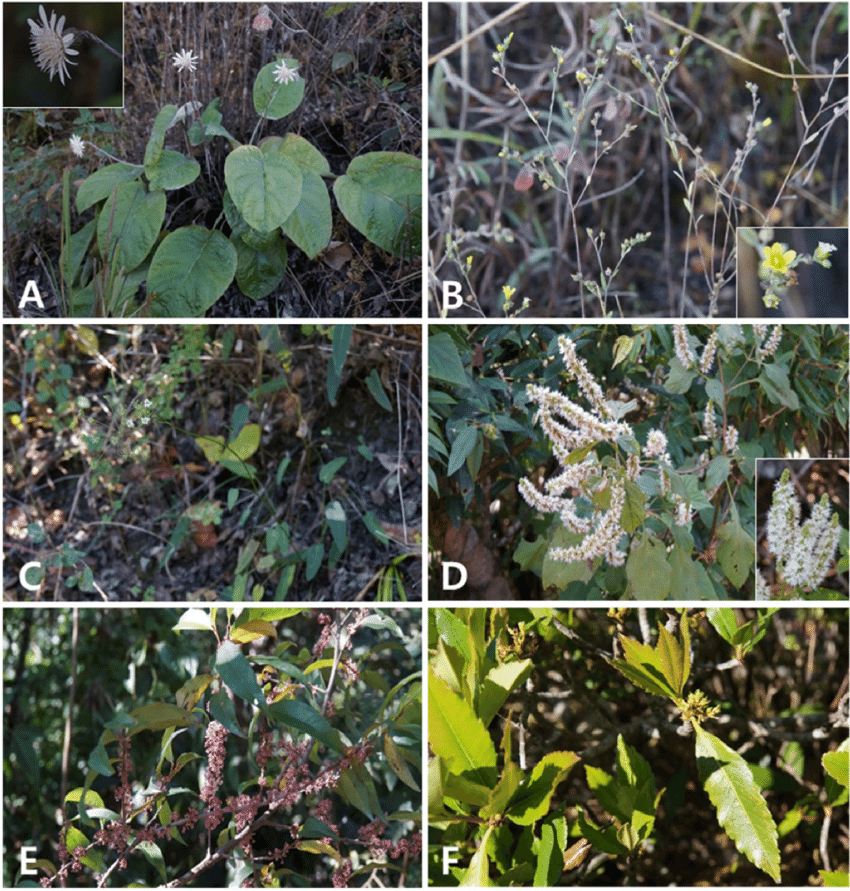 Newly-recorded-plant-species-of-Myanmar-formerly-known-to-be-endemic-to-India-A-B-and.png