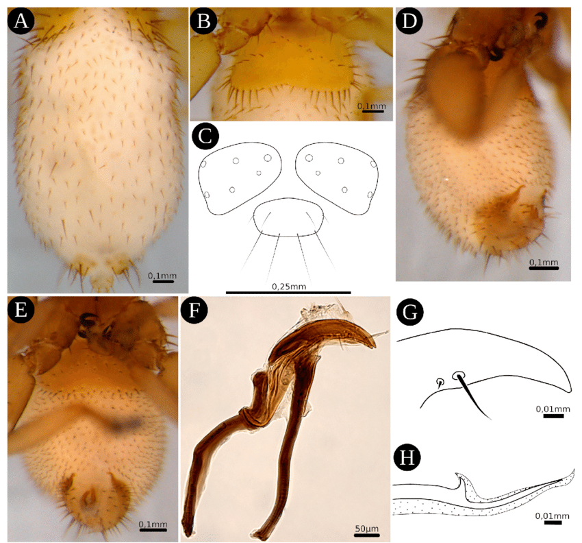Noctiliostrebla-ecuadorensis-sp-n-holotype-FMNH-and-paratypes-Ecuador.png