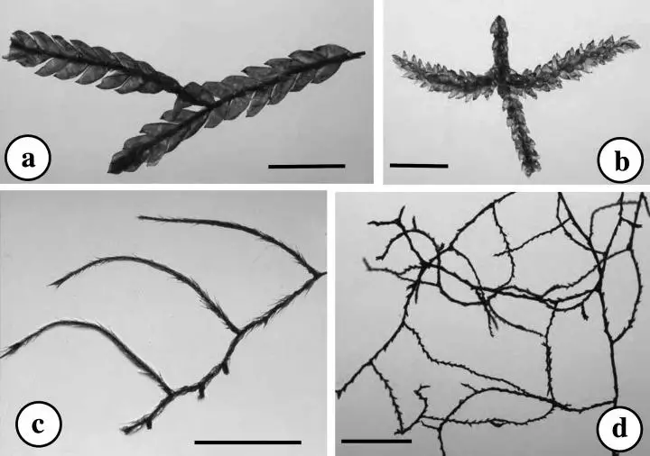 Nonvascular-pendant-bryophytes-from-a-montane-oak-bamboo-forest-in-Costa-Rica-a.png