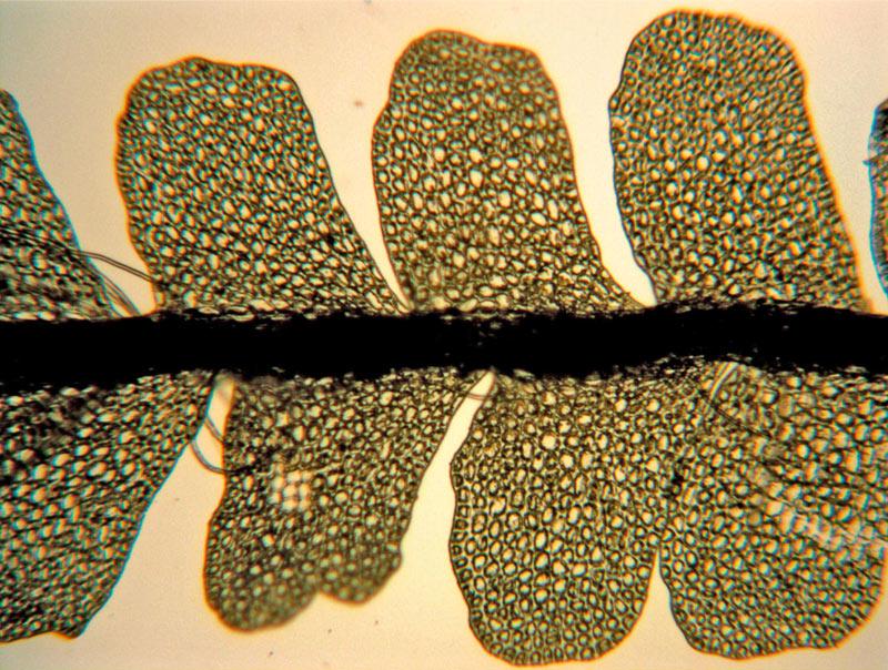 Notoscyphus-lutescens-leaf_JB.jpg
