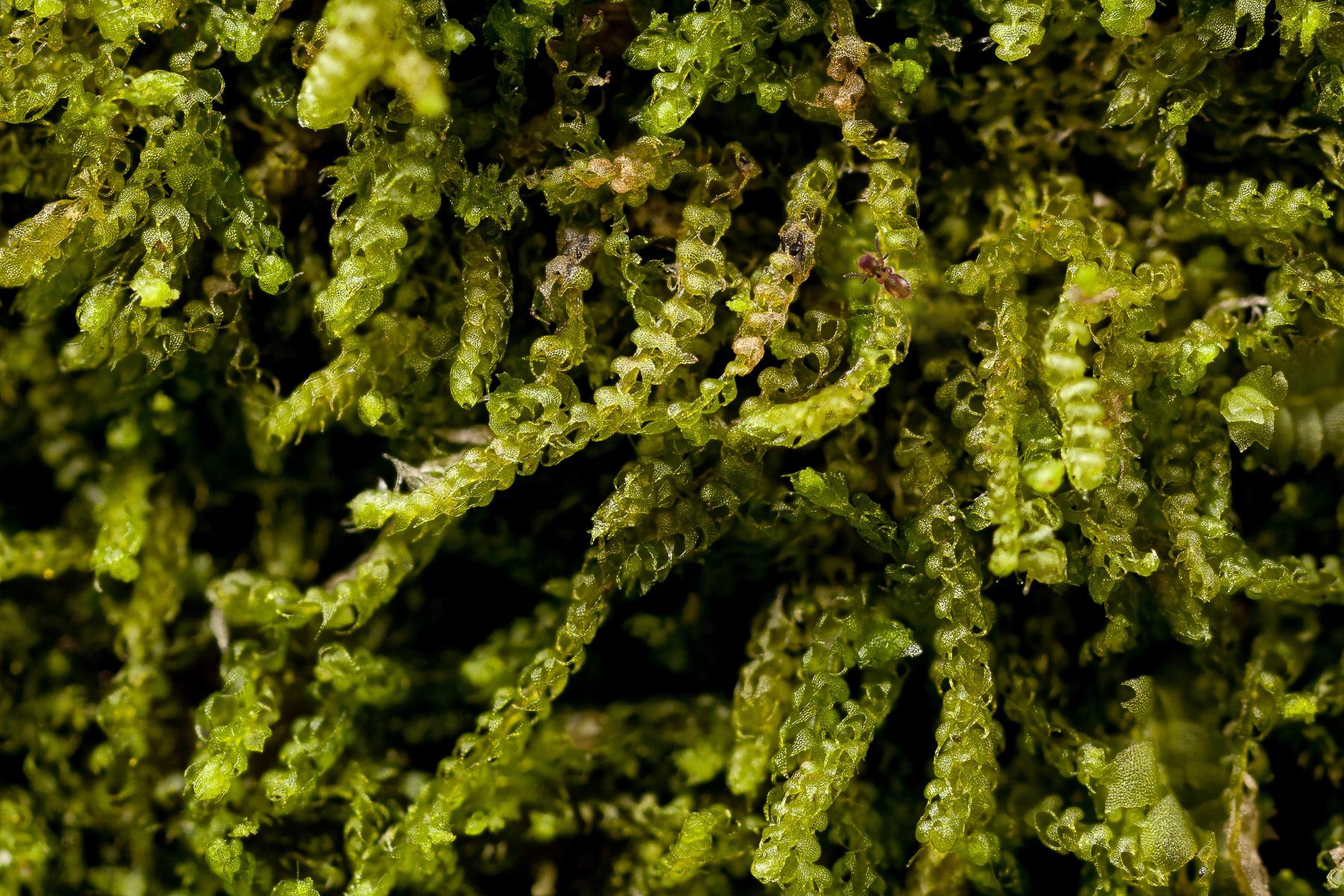 Nowellia-curvifolia-1.jpg