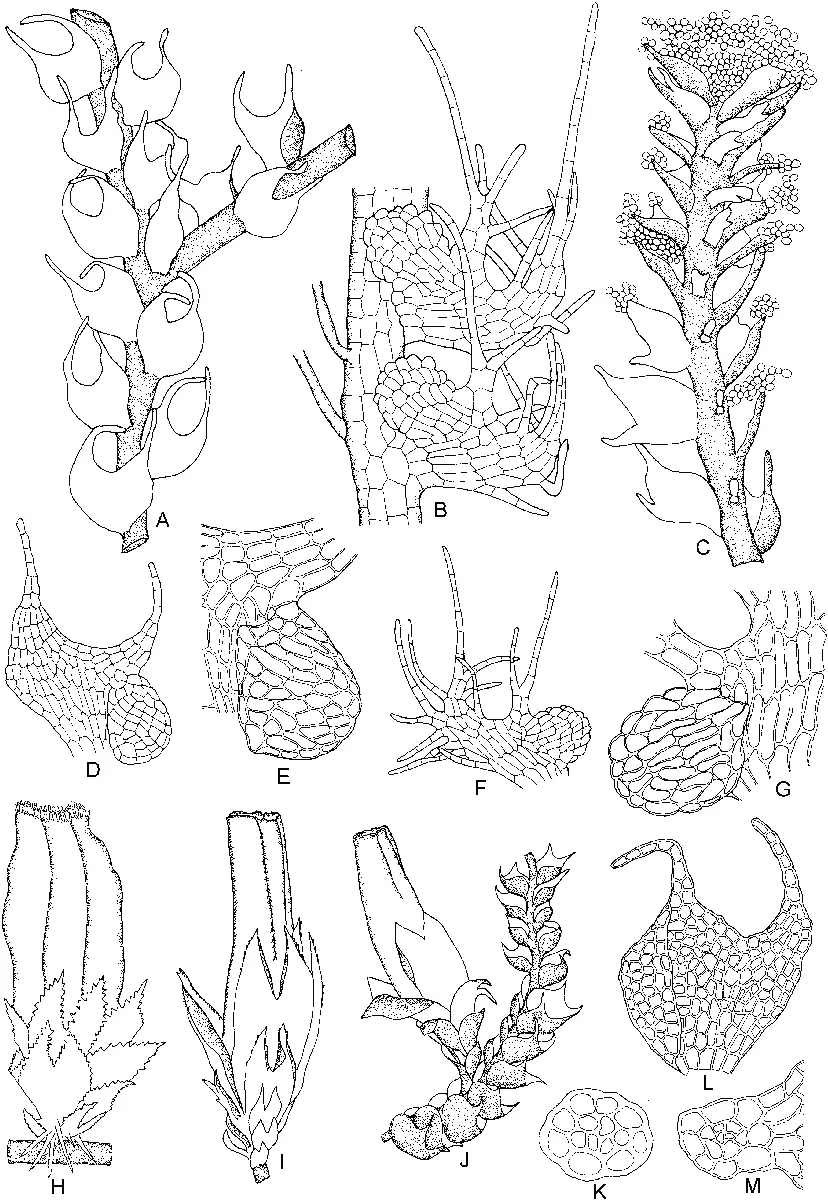 Nowellia-curvifolia-Dicks-Mitt-A-Part-of-plant-dorsal-view-C-Tips-of-gemmiparous.png