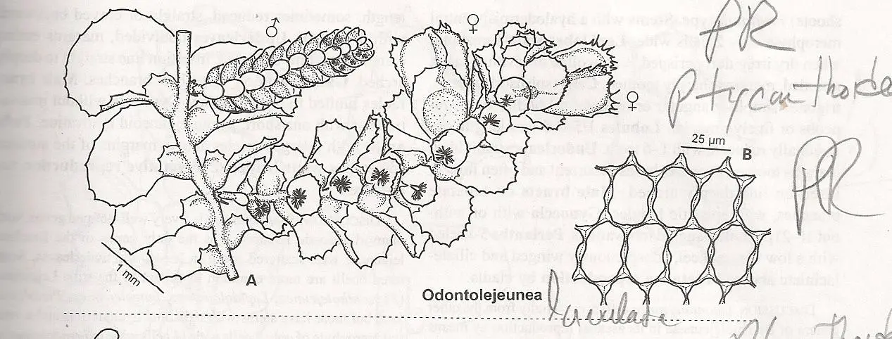 ODONTOLEJEUNEA%2BLANULATA.jpg