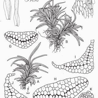 Octoblepharum-albidum-Hedw-A-B-Habit-of-plants-drawn-moist-C-D-Stem-leaves-E_Q320.jpg